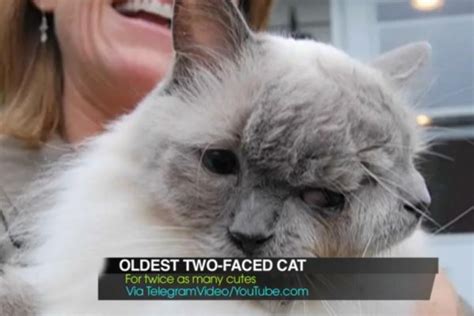 Worlds Oldest Two Faced Cat Dies