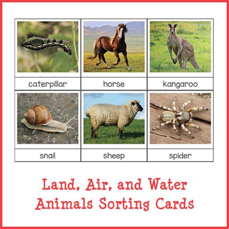 Land Air And Water Animals Sorting Cards T Of Curiosity