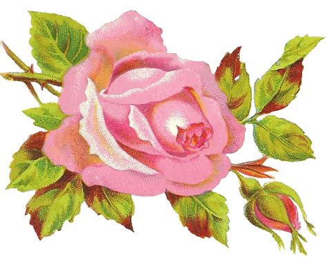 Sweetly Scrapped Free Printable Card Rose And Vintage Bird