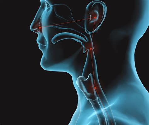 Sinus Ears Nose And Throat Anatomy