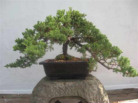 Be the first to review this product. Juniper | Bonsai tree, Juniper bonsai, Bonsai pruning