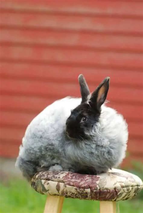 8 Best Long Haired Rabbits With Pictures