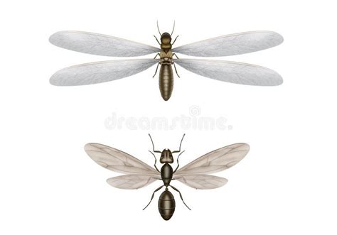 Flying Termite And Flying Ant Stock Photos Image 34027123