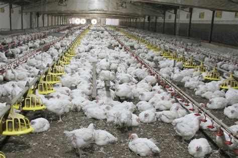 Rare Look At Intensive Chicken Production Farm Online Farmonline