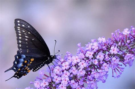 1.2k photos · curated by emma. Wallpaper : animals, nature, branch, butterfly, insect ...