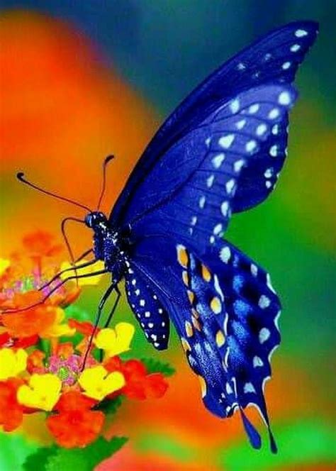 Butterfly Pictures Butterfly Flowers Blue Butterfly Beautiful Bugs Beautiful Butterflies