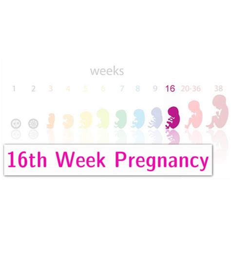 16 Weeks Pregnancy Symptoms Tips And Baby Development