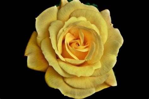 50 Gambar Bunga Mawar Terlengkap 2017 Warna Putih Ungu Pink Hitam