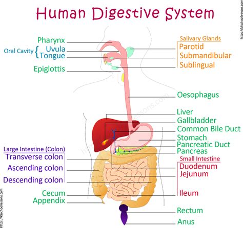Easy Diagram Of Digestive System Of Human Digestive System High