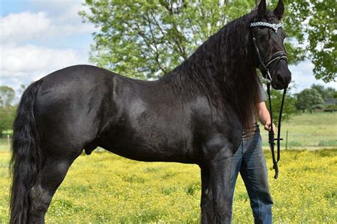Proven Kfps Friesian Stallion Standing At Stud