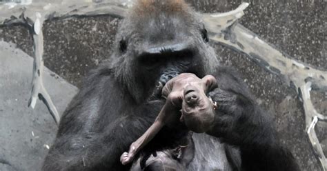 Heartbreaking Images Show Gorilla Carrying Dead Baby At Frankfurt Zoo
