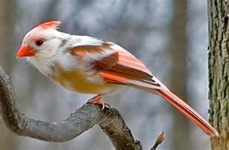 Leucistic Cardinal Vögel Futterstation