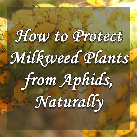 How To Protect Milkweed Plants From Aphids Naturally Dengarden