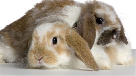 Sweet Bunnies Lop Eared Rabbits Wallpaper 39058274 Fanpop