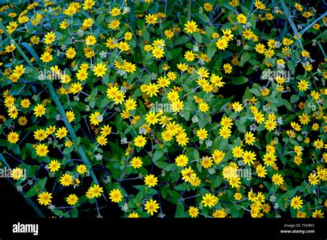 Small Yellow Flowers Field Marigold Or Mexican Sunflowers Stock Photo