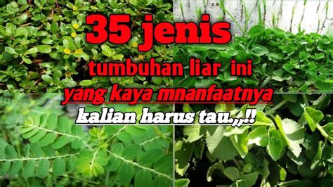 tanaman liar dan rumput liar yang bisa di jadikan obat tanaman herbal youtube