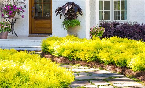 At $1 per foot, this landscape edging is expensive. Toughen Up Your Landscape With 5 Drought-Tolerant Shrubs ...
