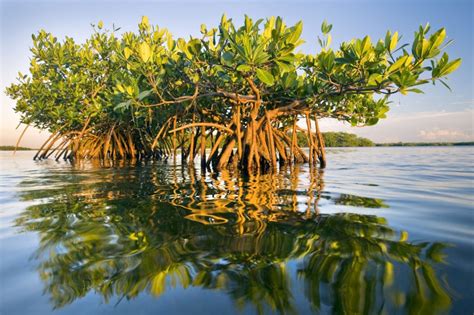 Factfriday 5 Amazing Facts About Mangroves Earths Famous Decarbonizer