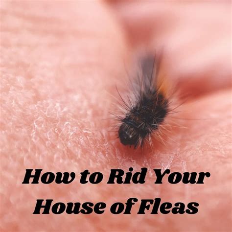 how to rid a flea infestation in your home