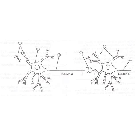 Two Neurons And A Synapse Diagram Quizlet