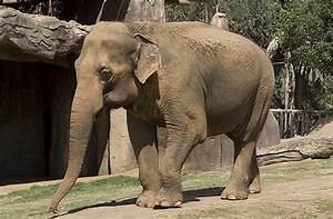 Asian Elephant Animal Wildlife