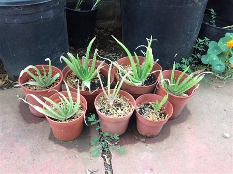 Aloe Vera Propagation How To Plant Without Roots Succulent Alley