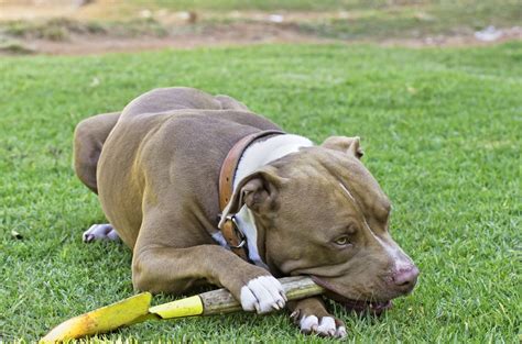 Pitbulls deserve to have tasty food that supports their overall health. Best Dog Food for Pitbulls to Satisfy Their Nutritional ...