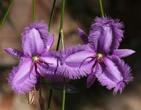 25 Beautiful Australian Wildflowers By R Philip Bouchard The