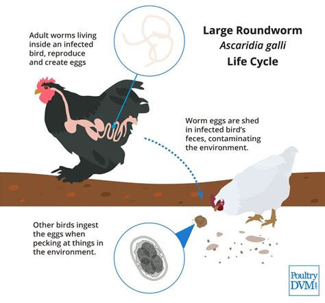 Ascaridia Galli Life Cycle In Chickens Chickens Roundworm Chickens