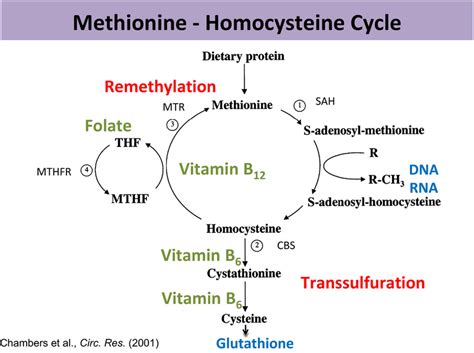 The Methionine Homocysteine Cycle Contains Re Methylation And