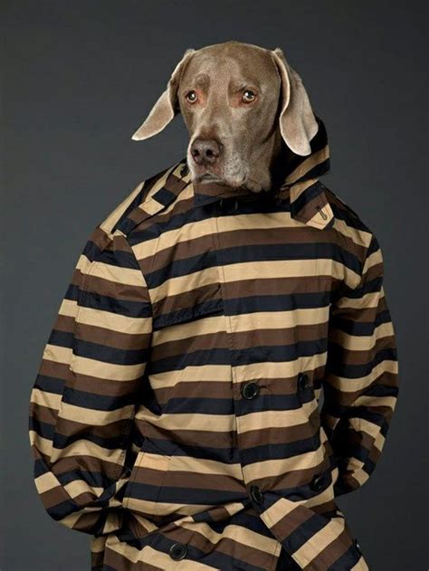 Dogy Style Man About Town Mag Ss012 Menswear Dogs Dogy Style