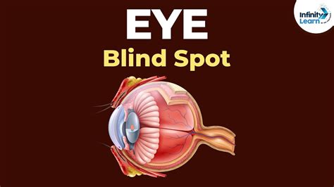 What Is A Blind Spot In Your Eye Blinds