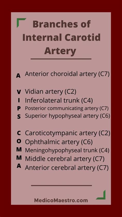 Arteries Anatomy Vascular Ultrasound Internal Carotid Artery Medical Mnemonics Medical