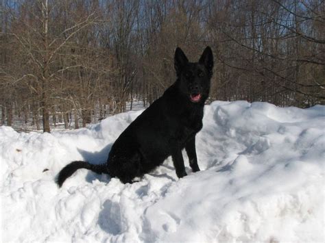 Our dog's heritage comes from the dogs that guarded t. (Wildhaus Kennels, Working German Shepherd Breeder in ...