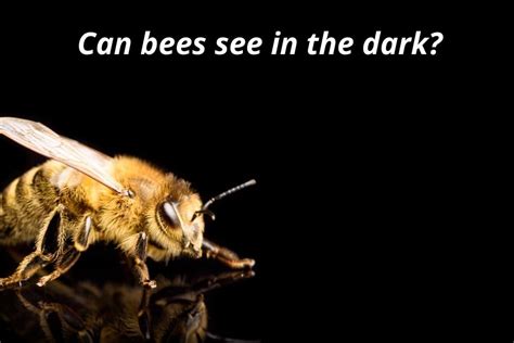 Can Bees See In The Dark How Bees Navigate At Night