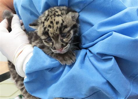 Baby Clouded Leopards Home Design Ideas