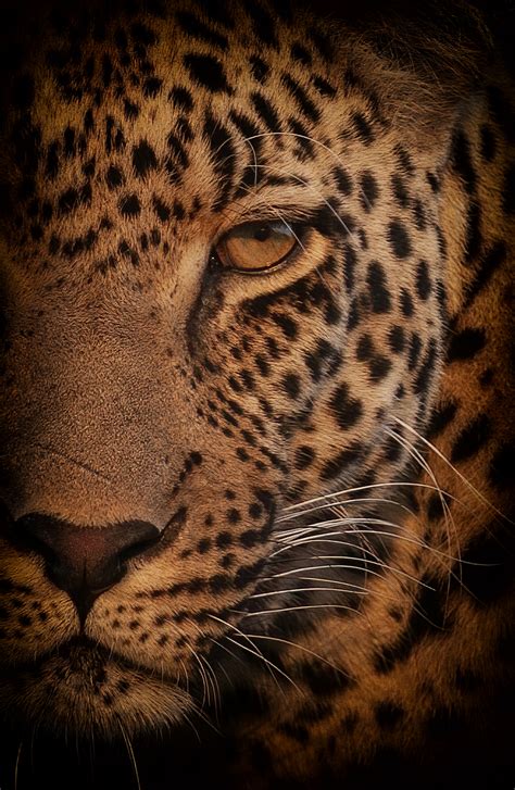 Leopard Face Portrait African Wildlife Wall Art Prints