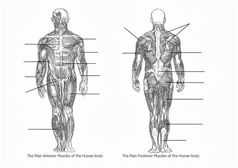 Human Muscles Diagram Unlabeled The Muscular System Unlabeled Poster Zazzle Sallyslin