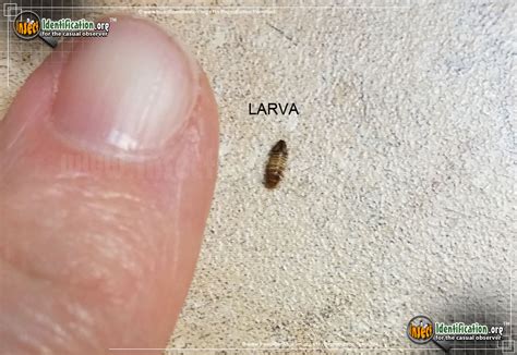 Carpet beetles exist in several species, the most widespread ones are the black carpet beetle, the varied carpet beetle, and the common carpet beetle. Varied Carpet Beetle