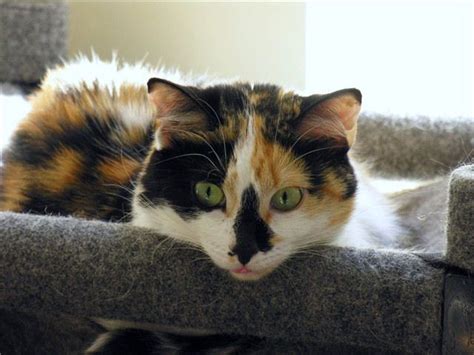 Ze is momenteel twee jaar oud en volledig uit de hand gelopen. Calico Cats Photo Gallery - Colorful Tri-Colored Cats