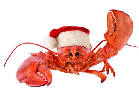 Funny Lobster Stock Photos Pictures And Royalty Free Images Istock