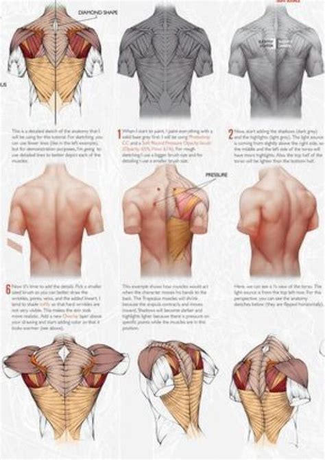 The trapezius/traps i would like to use these as reference for myself and other gym goers. Male Back Muscles Reference - Back Muscles Ref Page 7 Line ...