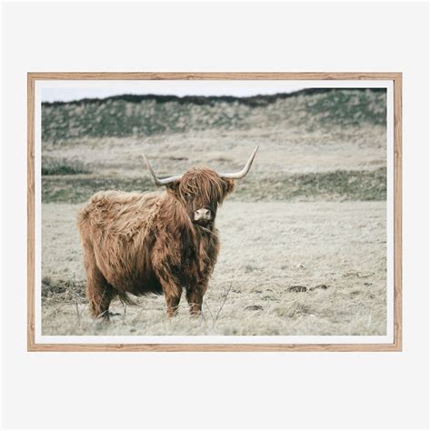 Highland Cow Print Highland Cow Art Highland Cow Photo Highland Cow