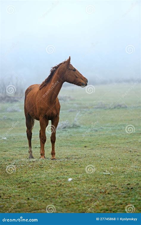 Horse Stock Photo Image Of Countryside Nature Brown 27745868