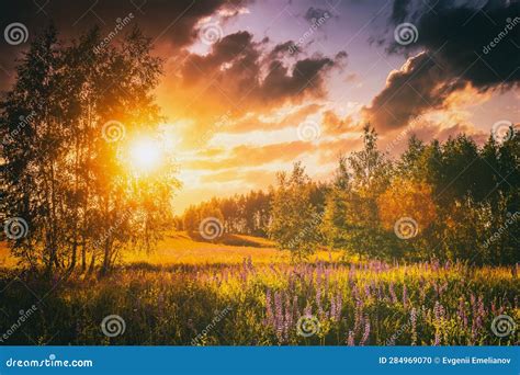 Sunset Or Sunrise On A Field With Wild Lupines And Wildflowers And