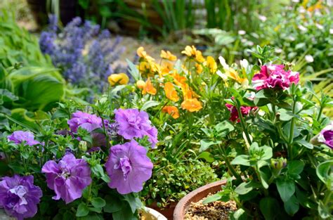 Tomaten nicht vor dem 20. Gartenpflanzen: Die 10 schönsten Pflanzen für den Garten