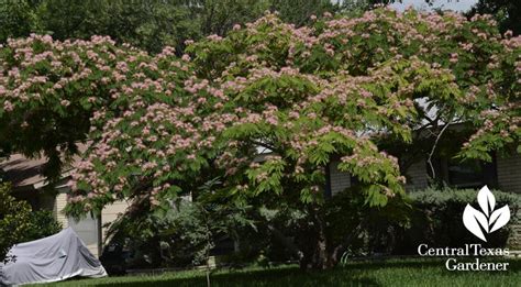 Mimosa trees, also known as silk trees, originated in china. Trash to Treasure, Tree Health, Tasty Spring Rolls ...