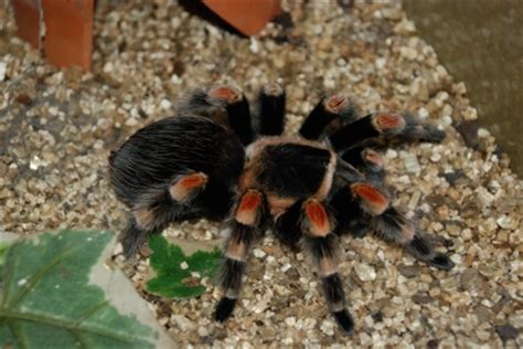 There are records of harpooned whales staying underwater for as long as two hours. Pest Control Spiders | Titanium Laboratories, Inc.