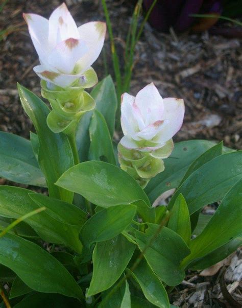 Curcuma Siam Tulip White Florida Landscaping Garden Landscaping