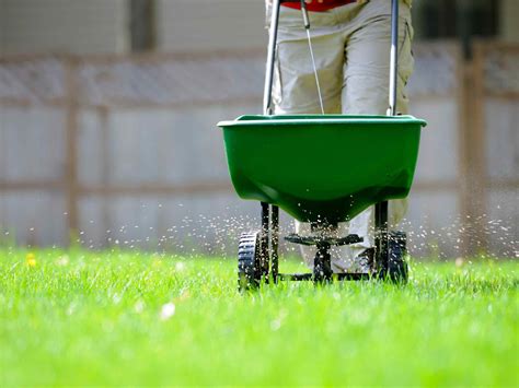 Its long blades convert sunlight into energy and collect rainwater.as owner of gardening express chris bonnett told. Summer Lawn Care Tips to Keep Your Grass in Shape - realestate.com.au